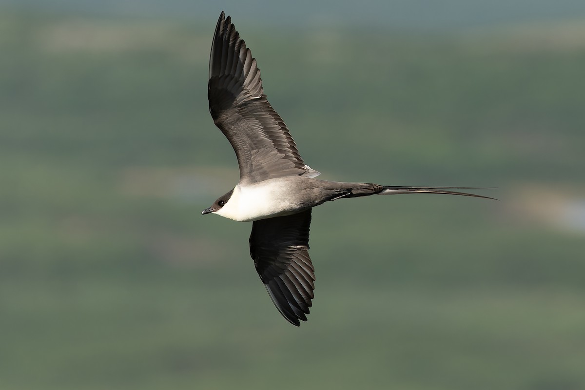 Long-tailed Jaeger - ML632266967