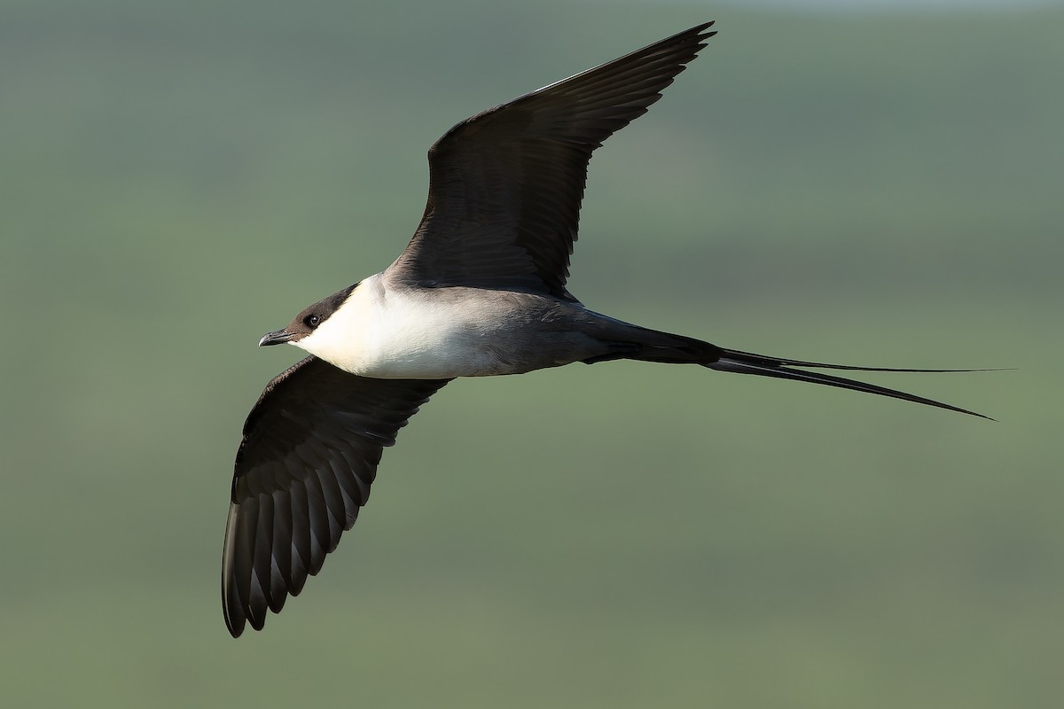 Long-tailed Jaeger - ML632266968