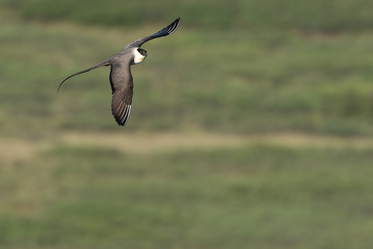 Long-tailed Jaeger - ML632266969