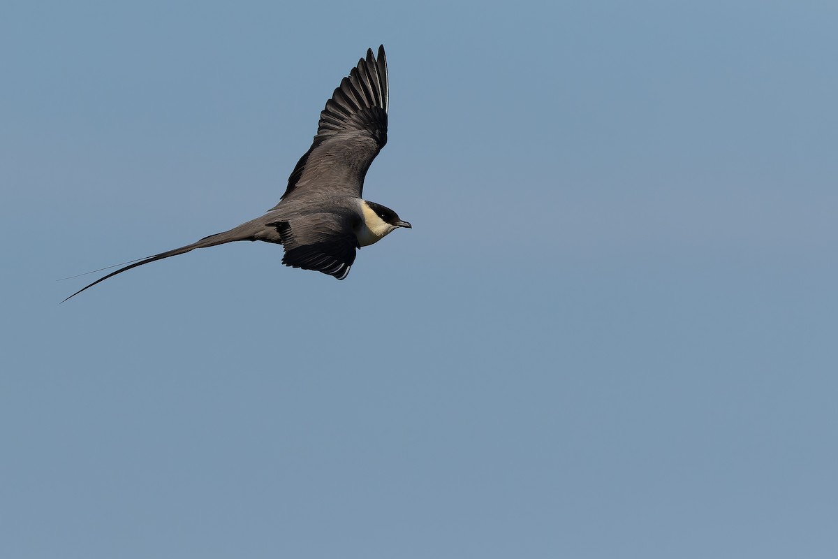Long-tailed Jaeger - ML632266970