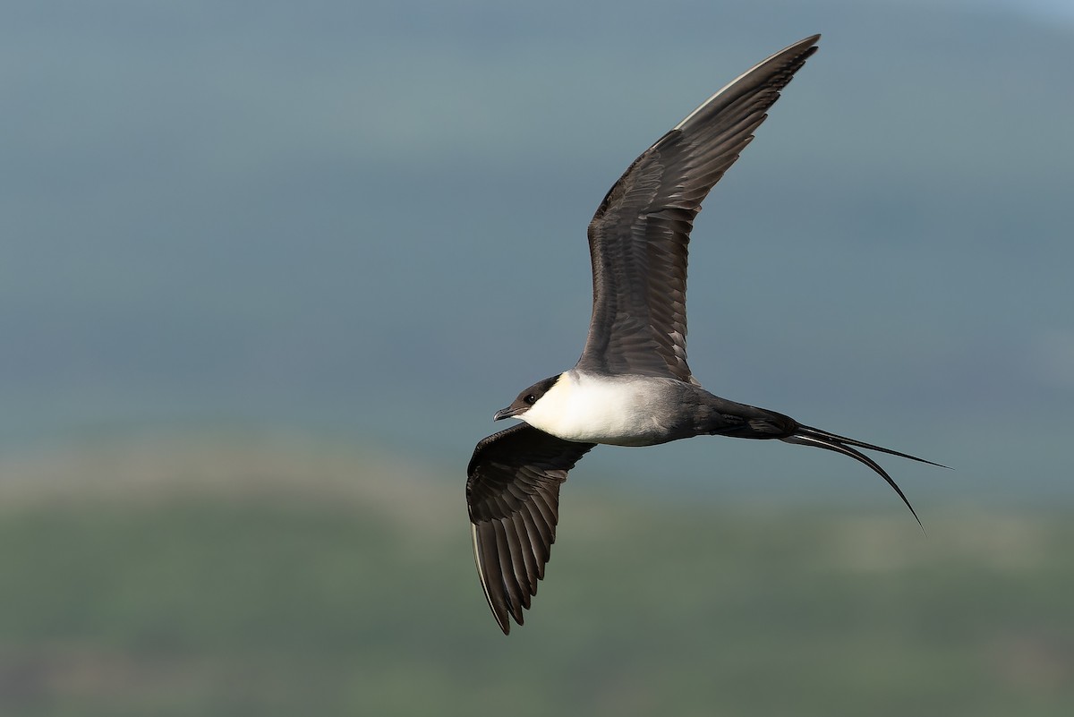 Long-tailed Jaeger - ML632266971