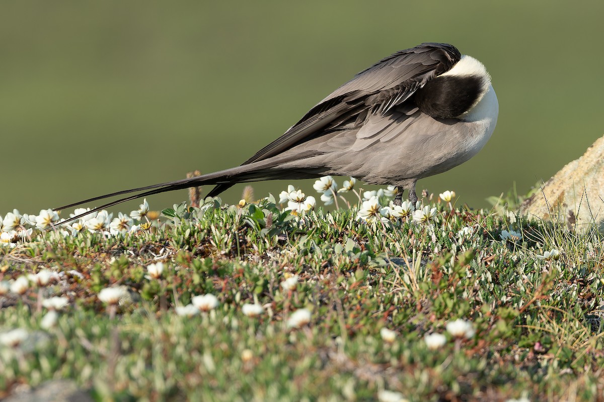 Long-tailed Jaeger - ML632266974
