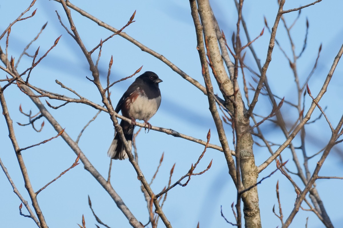 Eastern Towhee - ML632266980