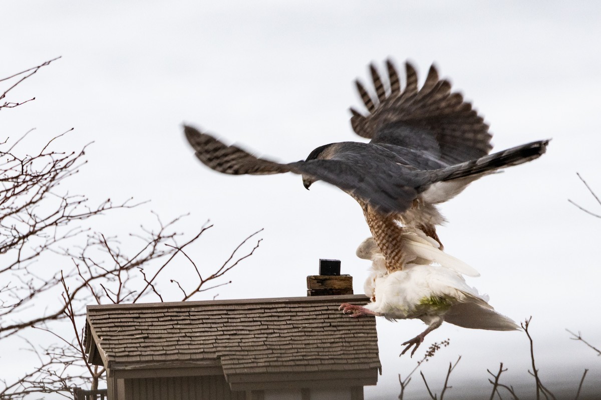 jestřáb americký - ML632266989