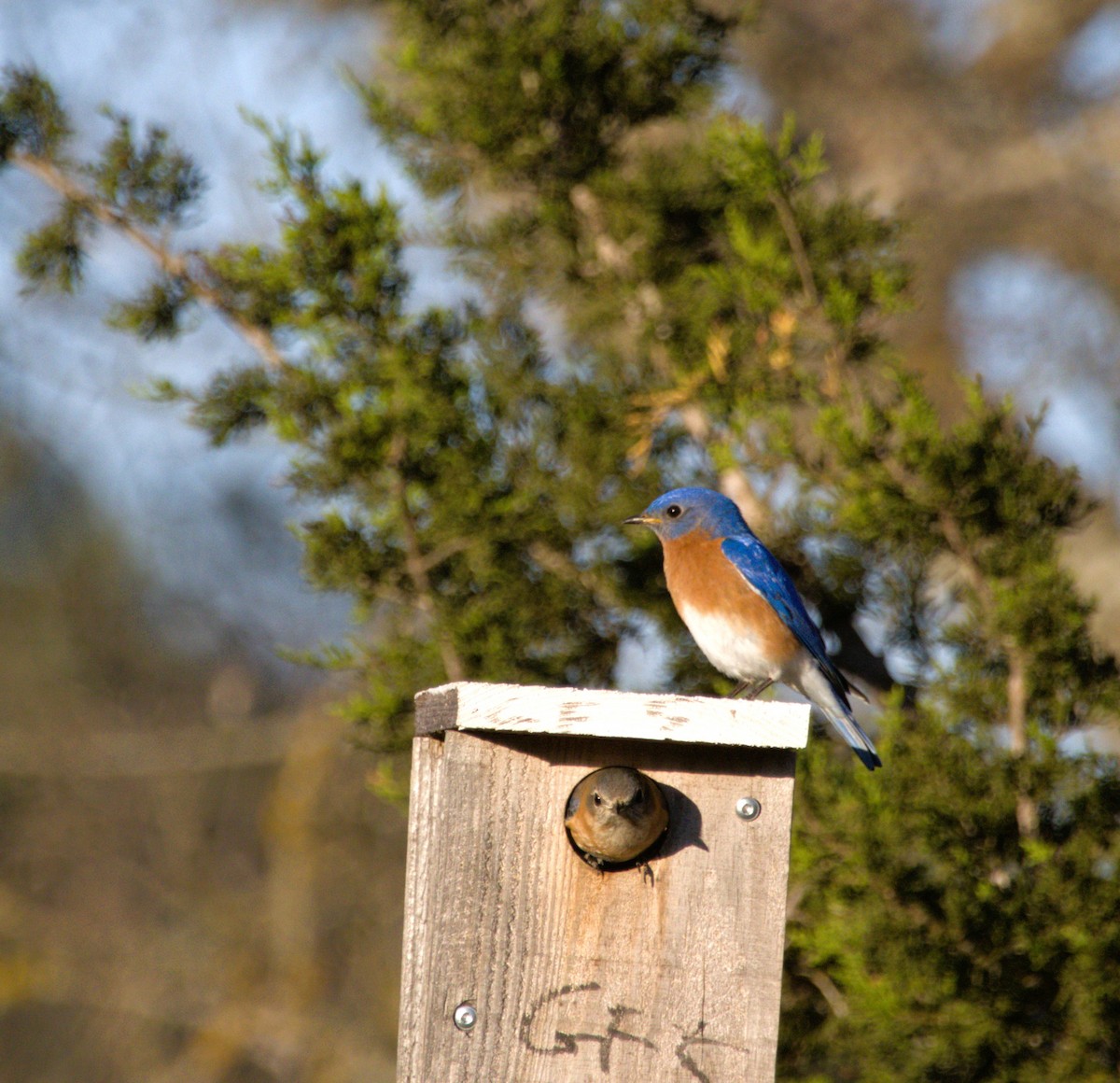 Eastern Bluebird - ML632266993