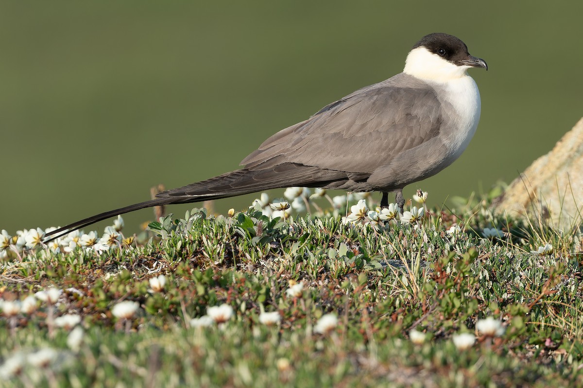 Long-tailed Jaeger - ML632266995