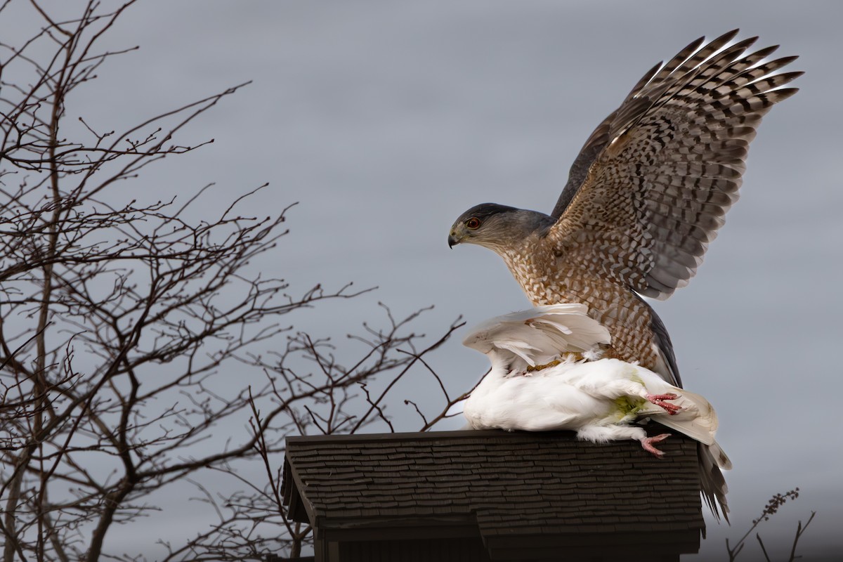 jestřáb americký - ML632267000