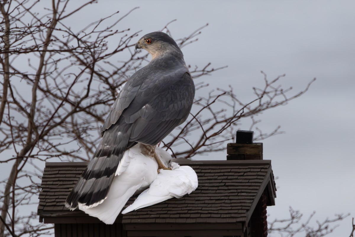 jestřáb americký - ML632267028