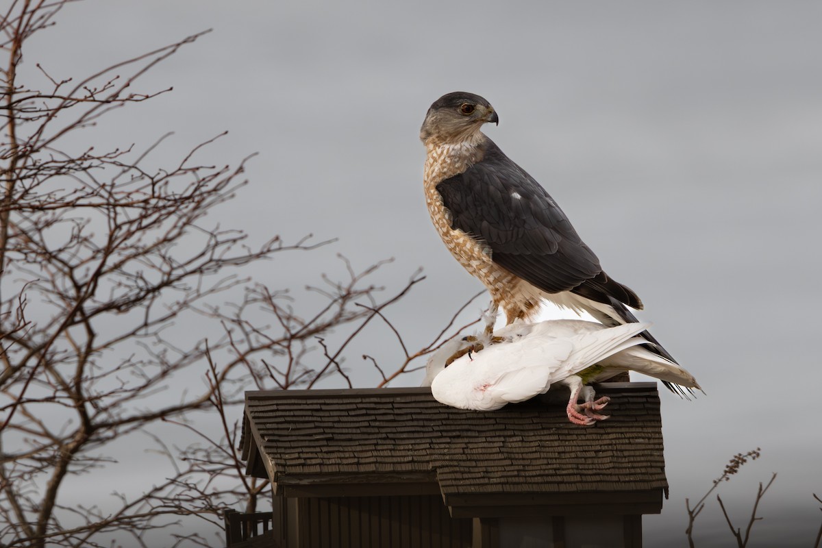 jestřáb americký - ML632267039