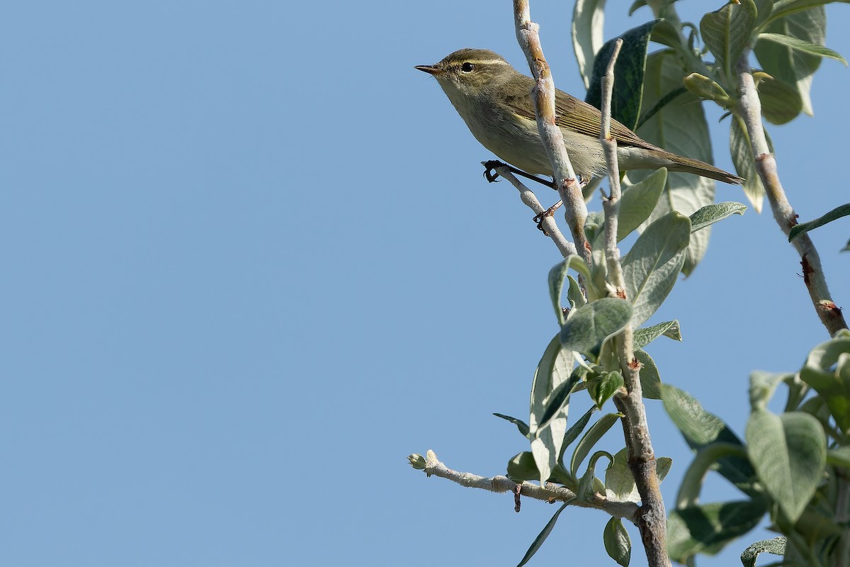 Arctic Warbler - ML632267044