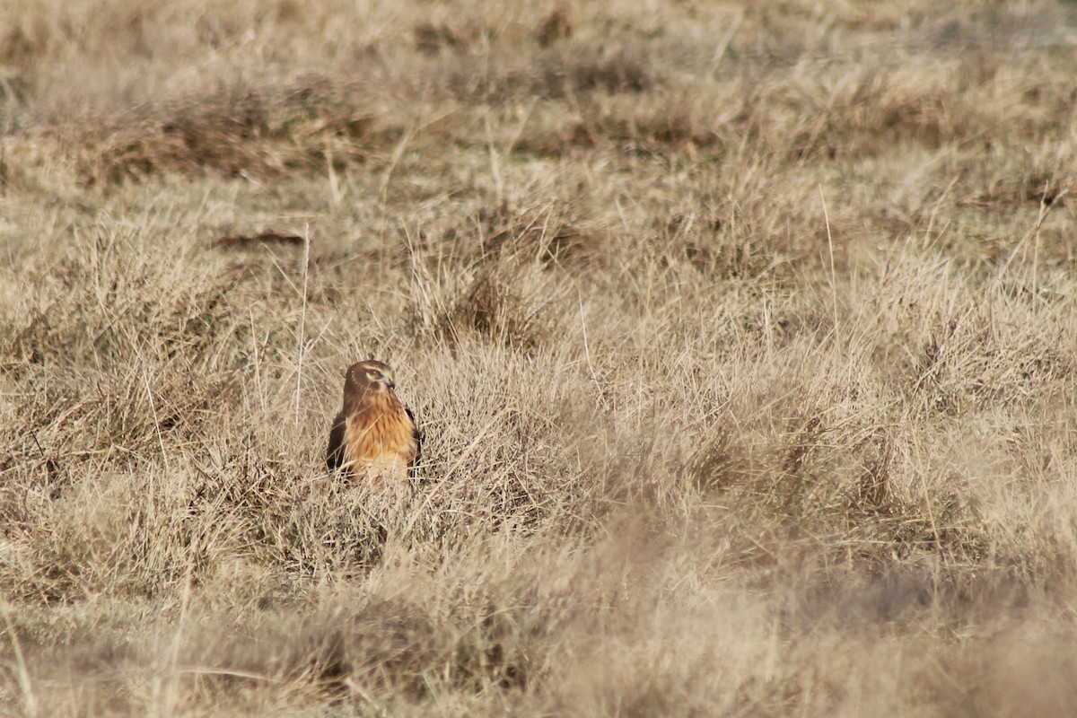 Northern Harrier - ML632267125