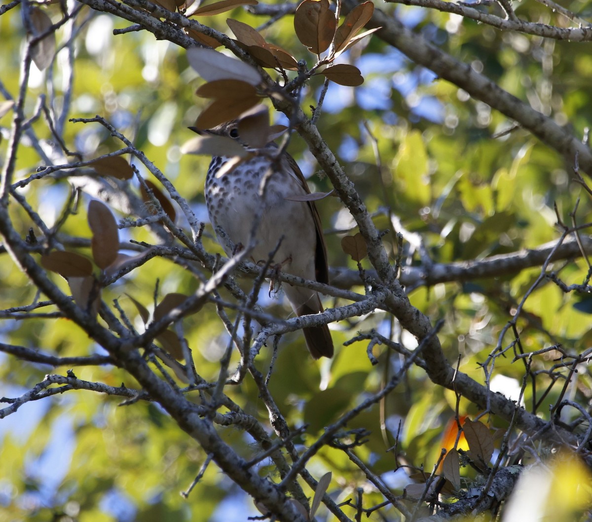 Hermit Thrush - ML632267154