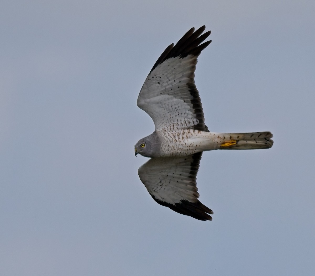 Northern Harrier - ML632267268