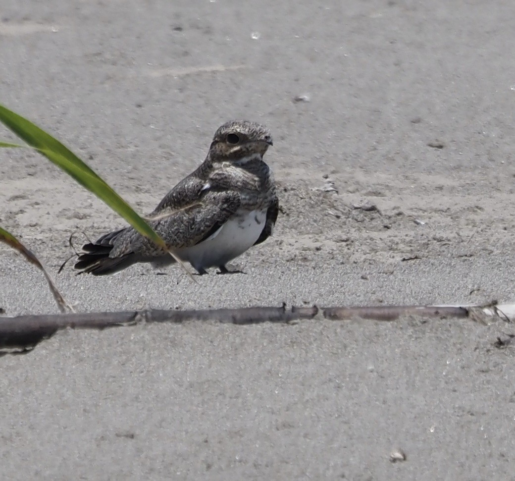 Sand-colored Nighthawk - ML632267741