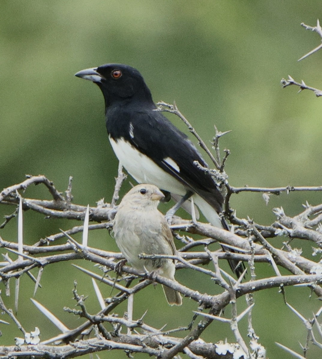 Black-and-white Tanager - ML632267797