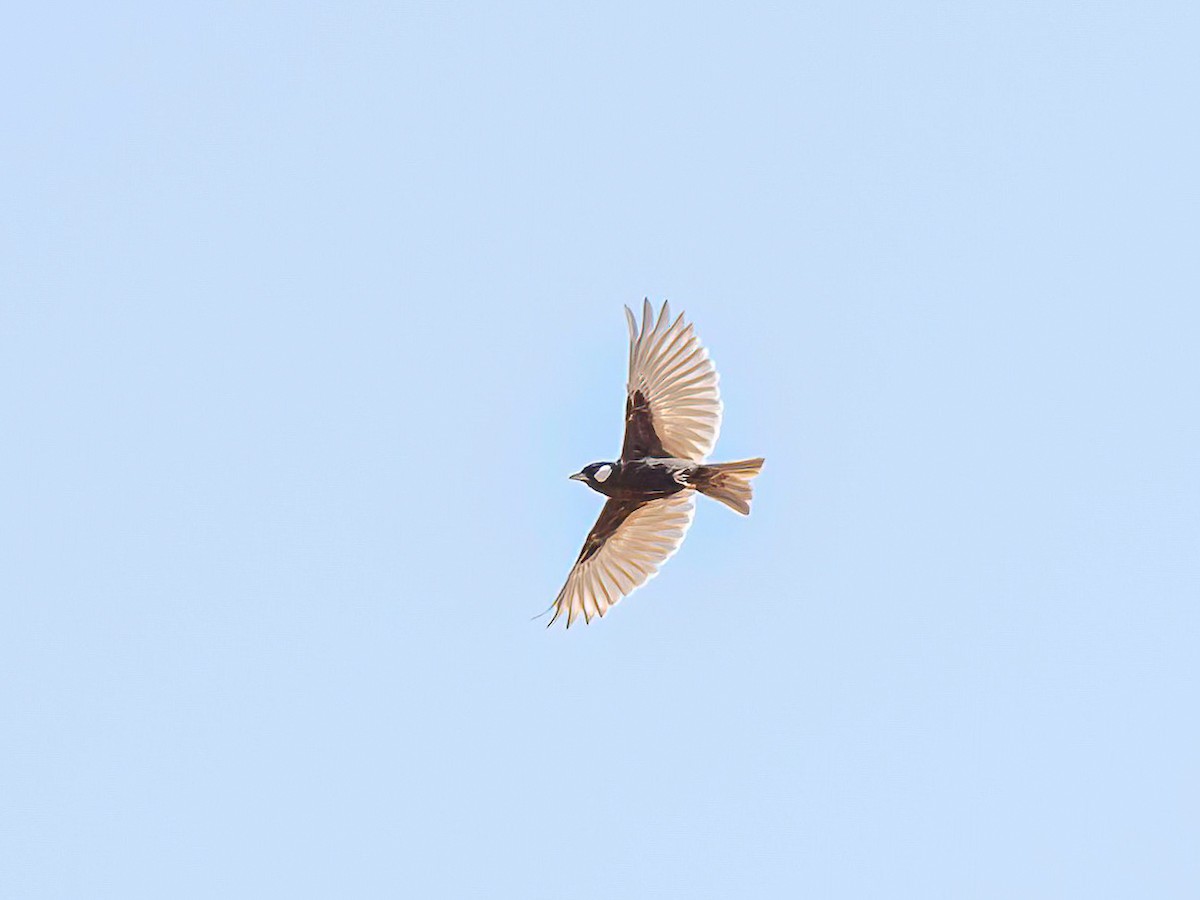 Chestnut-backed Sparrow-Lark - ML632268069