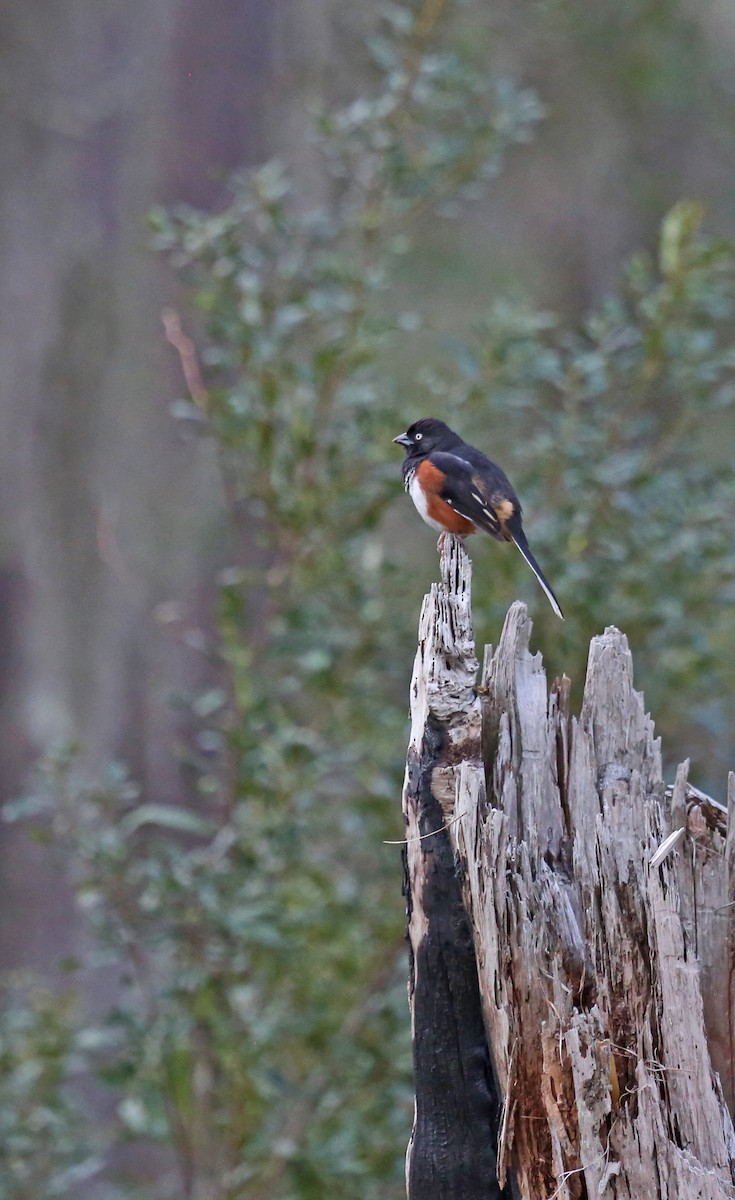 Eastern Towhee - ML632268121