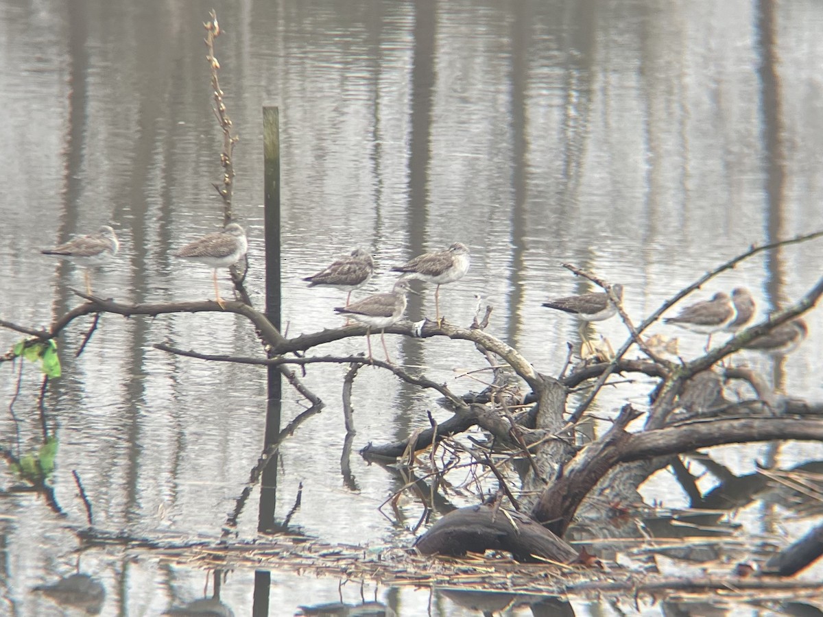 Greater Yellowlegs - ML632268276