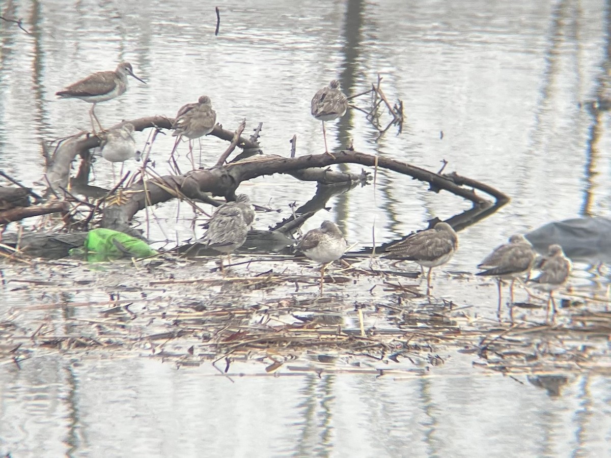 Greater Yellowlegs - ML632268277