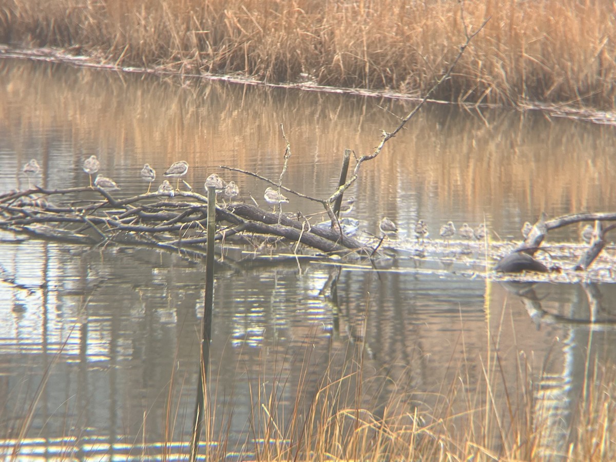 Greater Yellowlegs - ML632268278