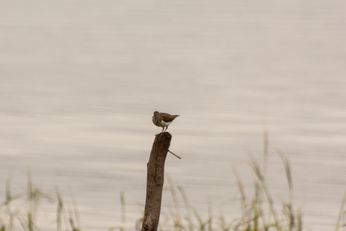 Piro piro macchiato - ML632268441