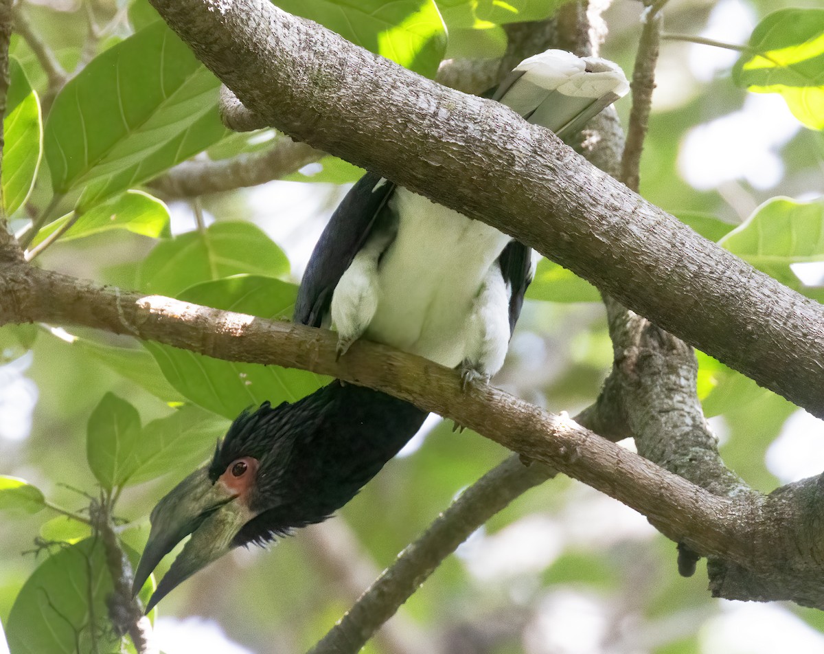 Silvery-cheeked Hornbill - ML632268452