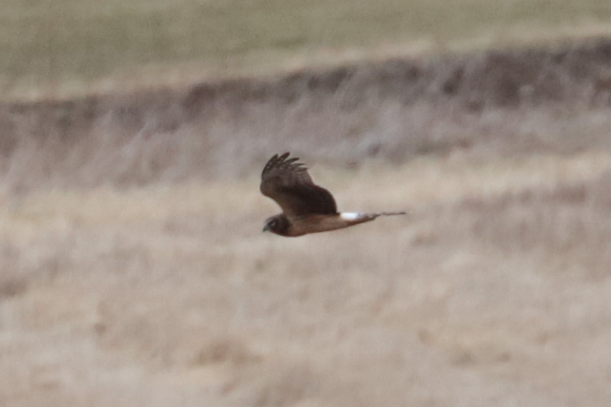 Northern Harrier - ML632268453