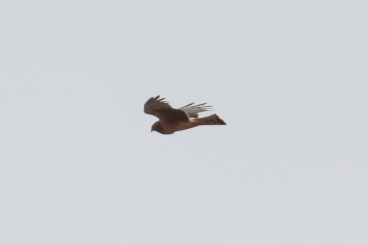 Northern Harrier - ML632268454