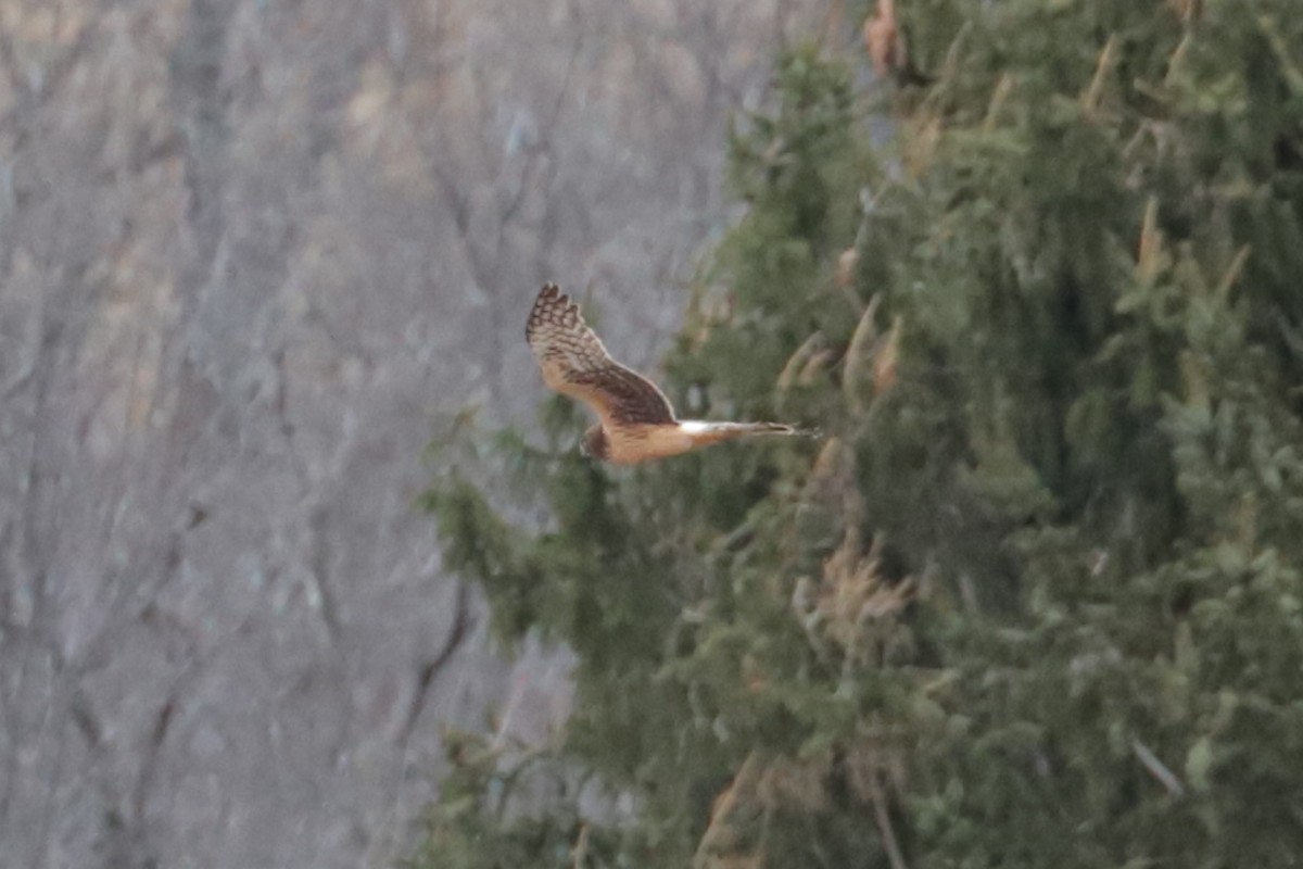 Northern Harrier - ML632268455