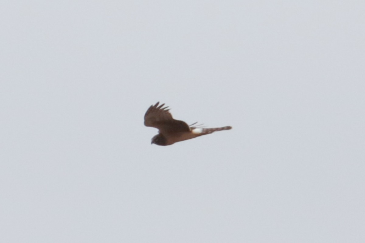 Northern Harrier - ML632268457