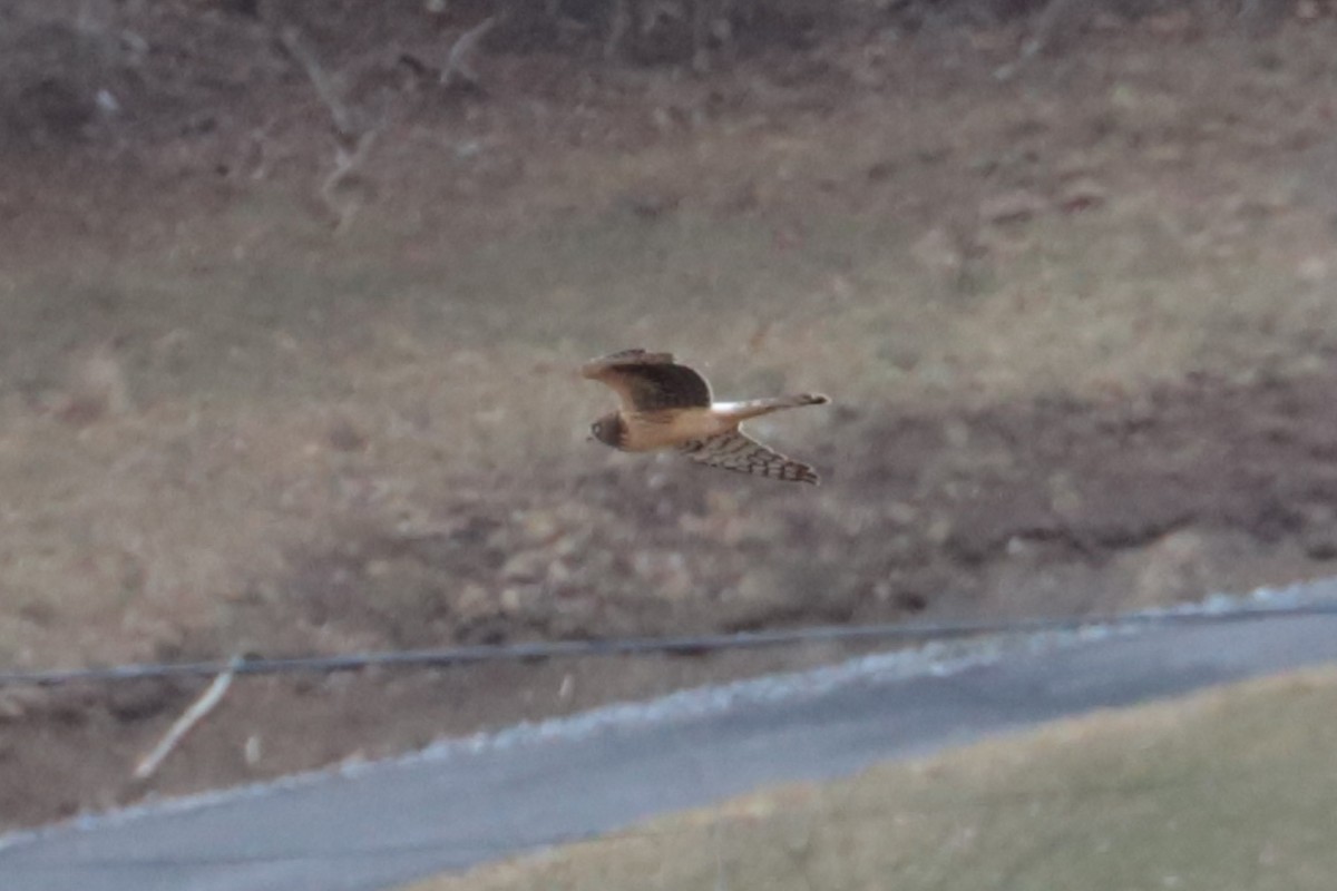 Northern Harrier - ML632268458