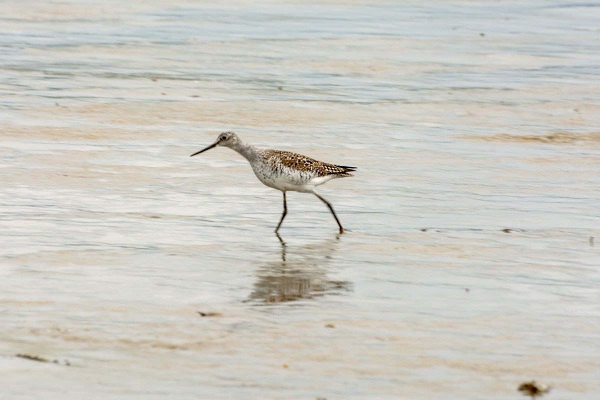 Greater Yellowlegs - ML632268460