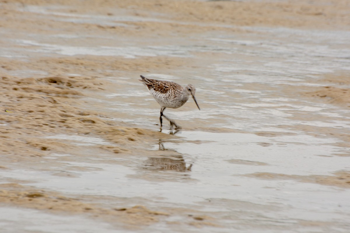 Greater Yellowlegs - ML632268461