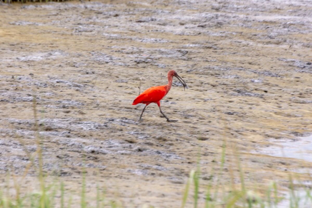 Ibis scarlatto - ML632268466