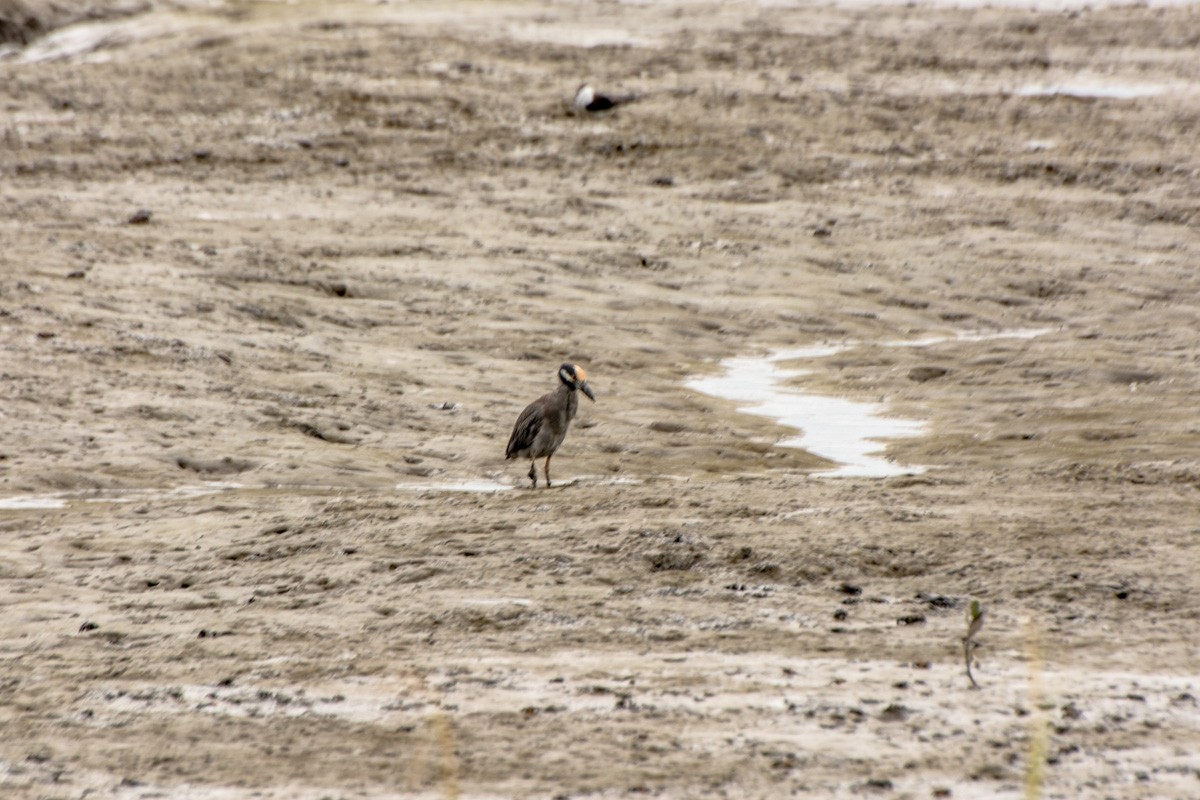 Yellow-crowned Night Heron - ML632268476