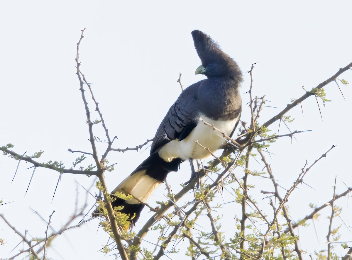 White-bellied Go-away-bird - ML632268485