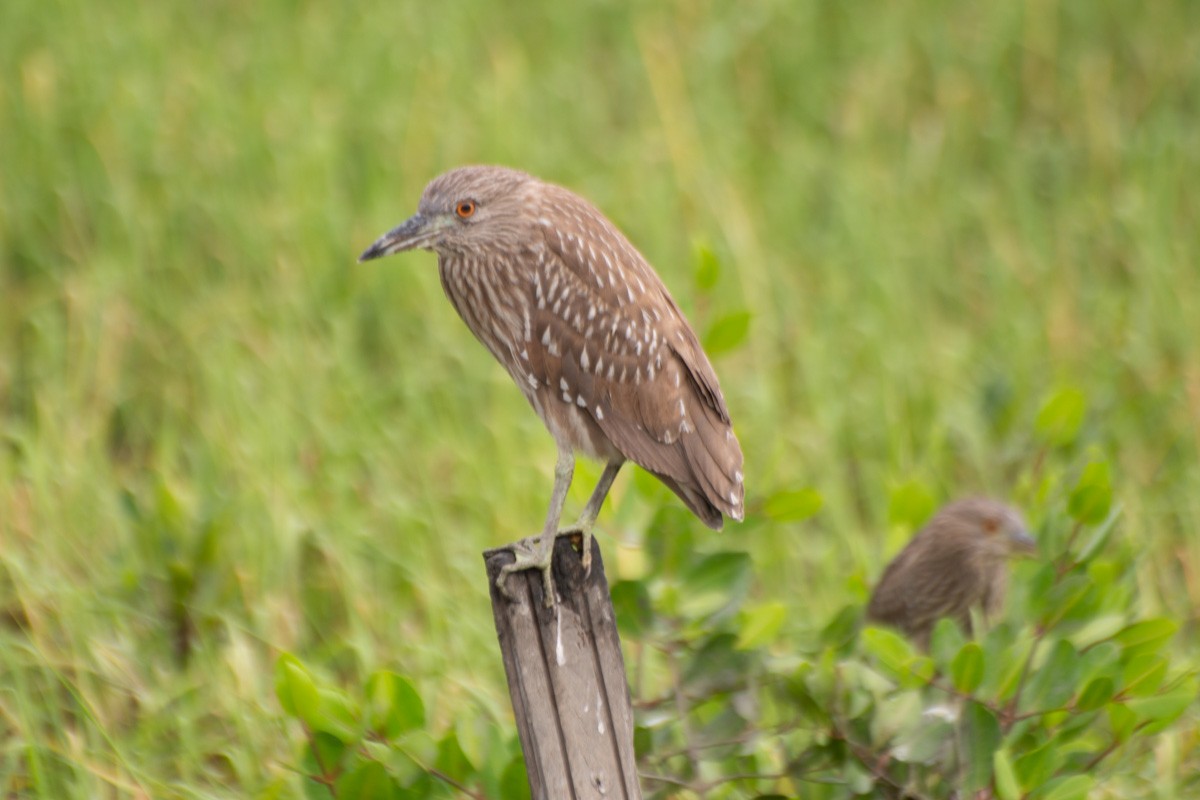 Yellow-crowned/Black-crowned Night Heron - ML632268486