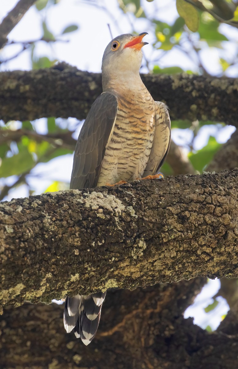Red-chested Cuckoo - ML632268487