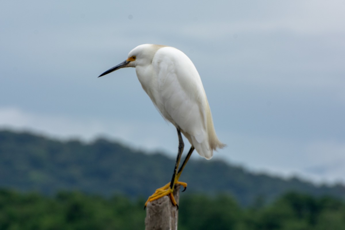 Snowy Egret - ML632268493