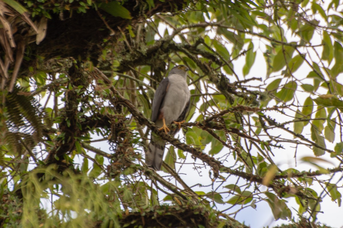 Bicolored Hawk - ML632268501