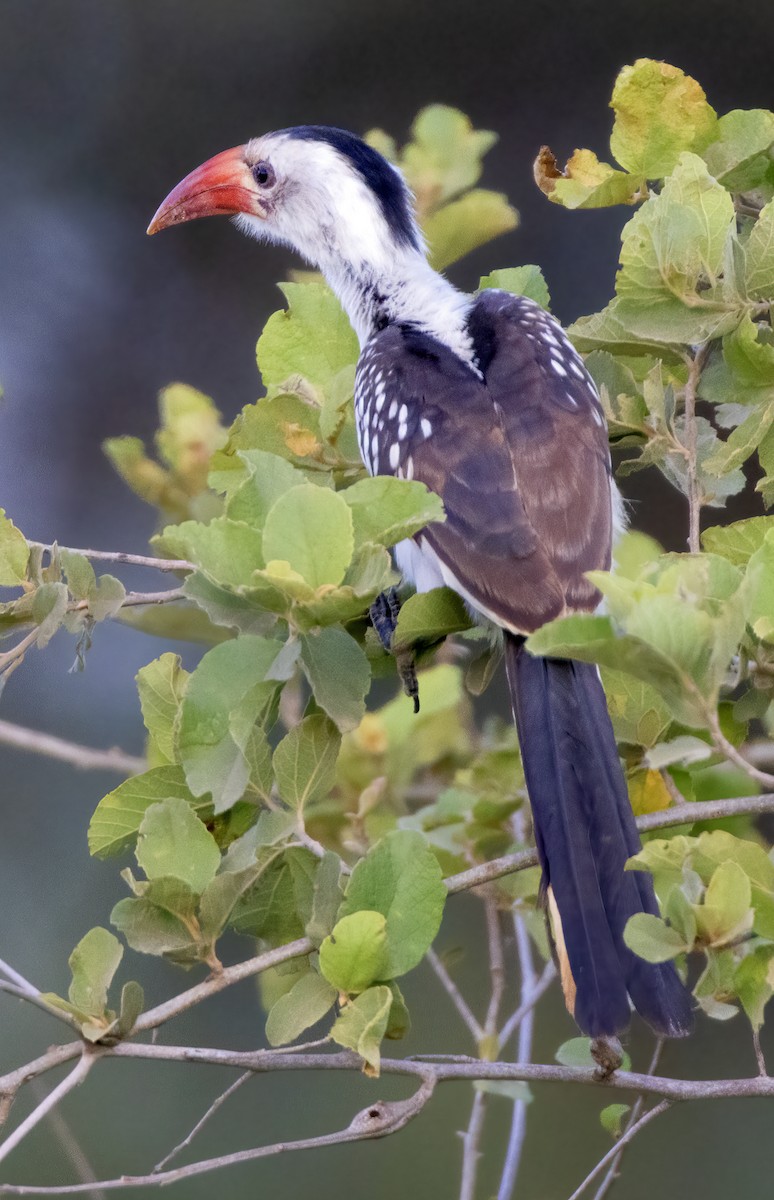 Northern Red-billed Hornbill - ML632268502