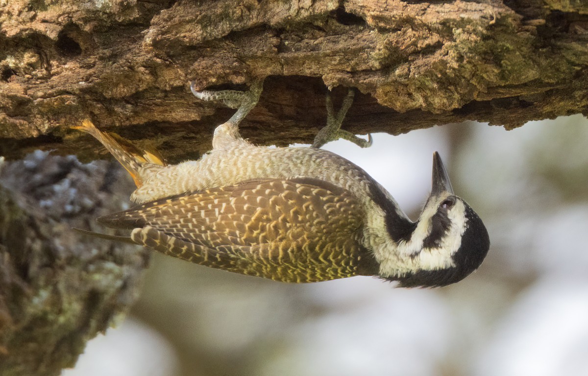 Bearded Woodpecker - ML632268508