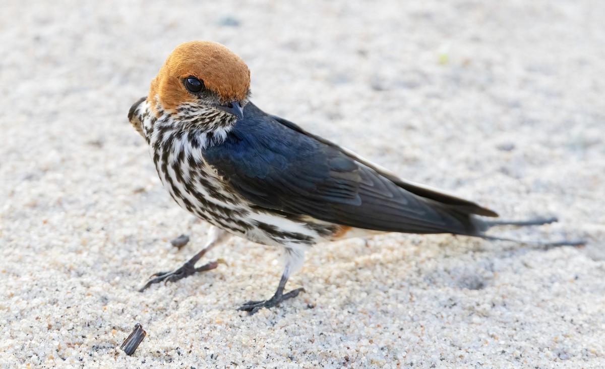 Lesser Striped Swallow - ML632268535