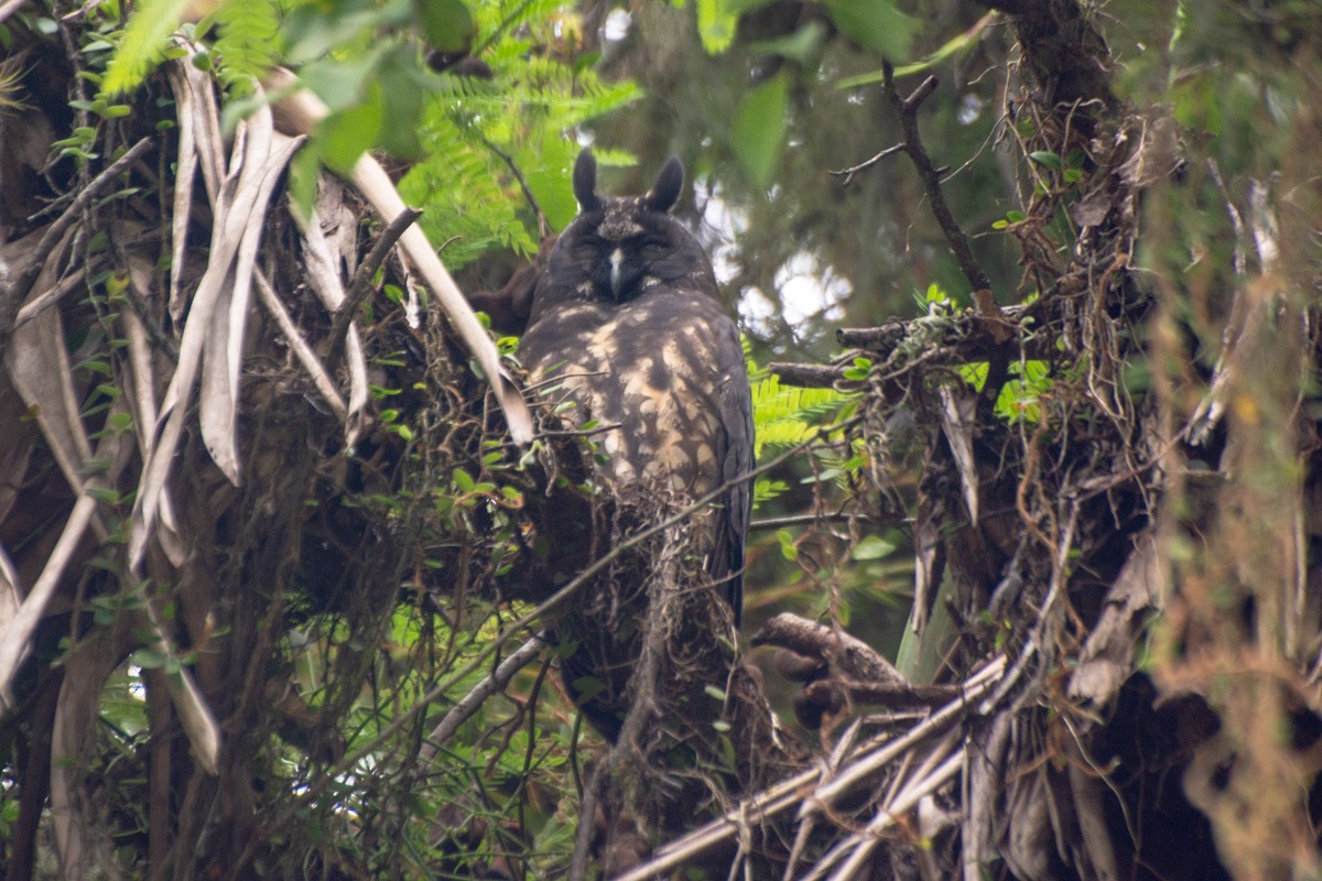 Stygian Owl - ML632268543