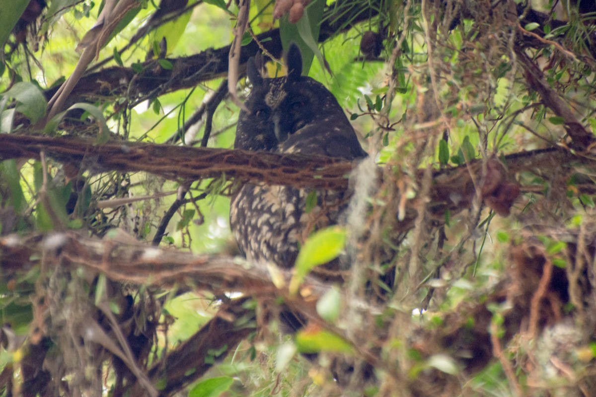 Stygian Owl - ML632268545