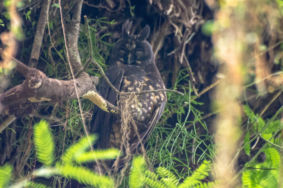 Stygian Owl - ML632268546