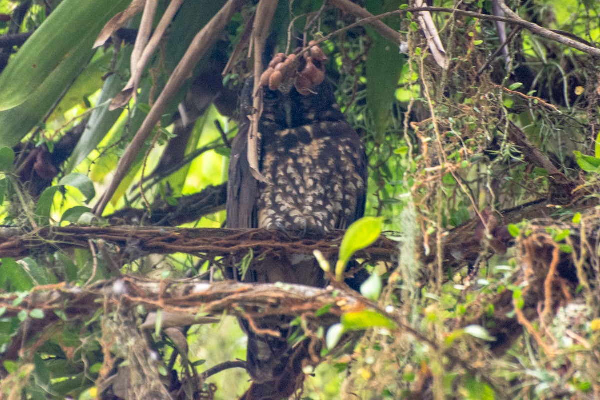 Stygian Owl - ML632268548