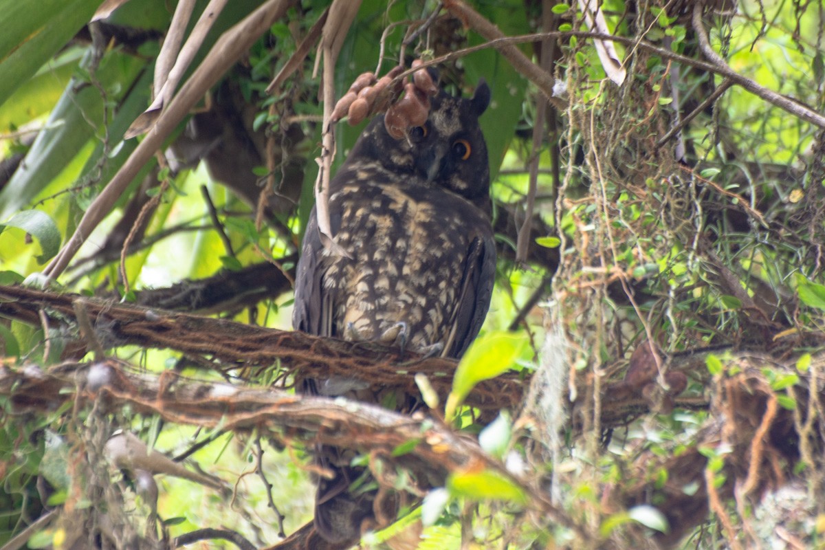 Stygian Owl - ML632268549