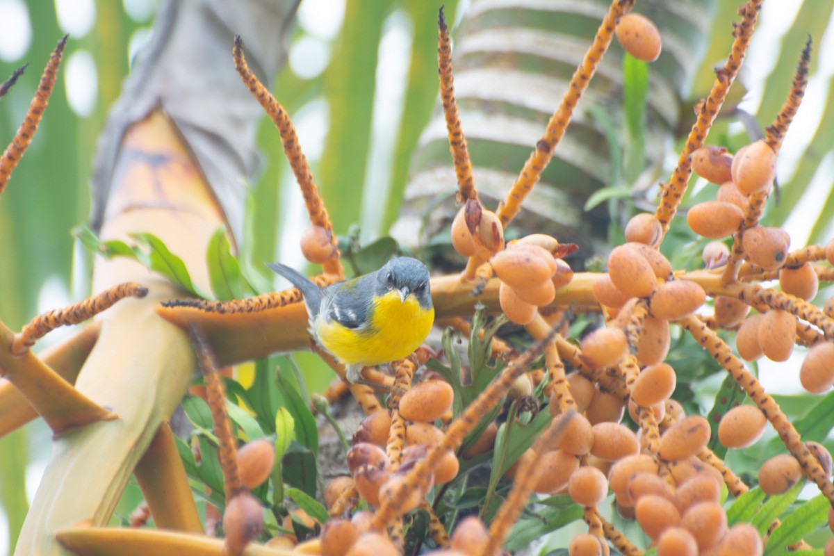 Tropical Parula - ML632268562