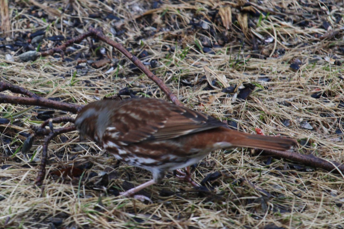 Fox Sparrow - ML632268580